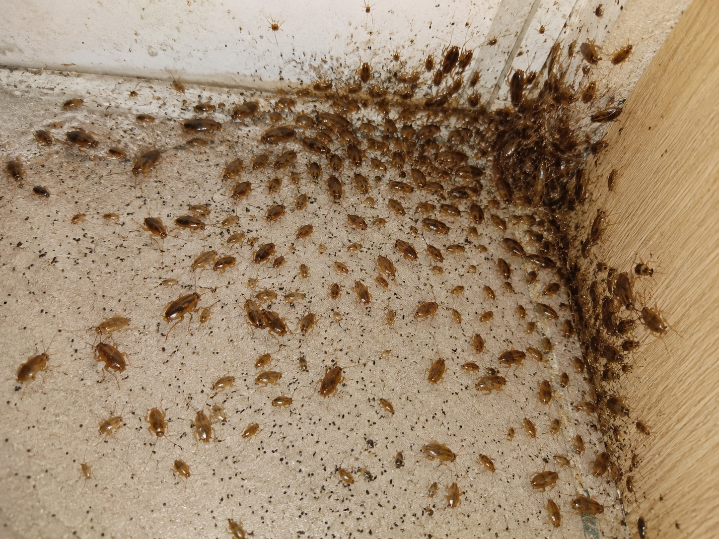 Dedetização de Baratas Francesinhas em Bangu