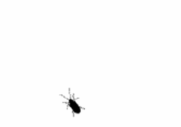 Dedetização inodora no Méier